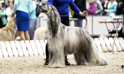 Afghan hound at the dog show. - 236164220