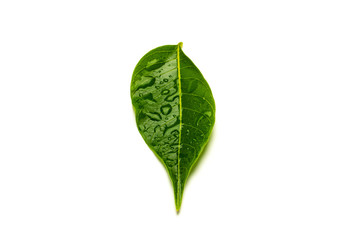 green leaves with drops water isolated on a white background.