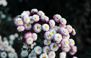 flowers chrysanthemum, chrysanthemums in autumn 