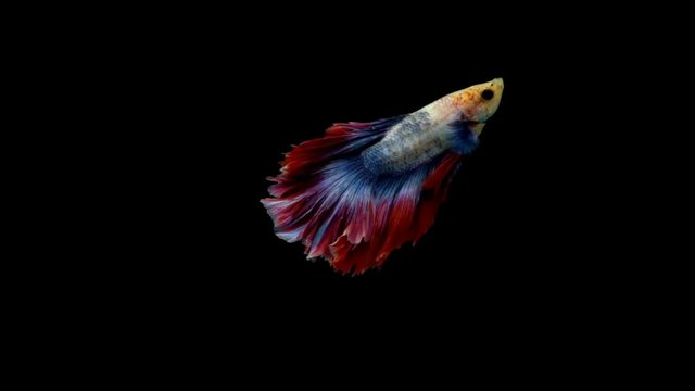 The Siamese fighting fish (Betta splendens), commonly known as the betta, is a popular fish in the aquarium trade. Bettas are a member of the gourami family and are known to be highly territorial.