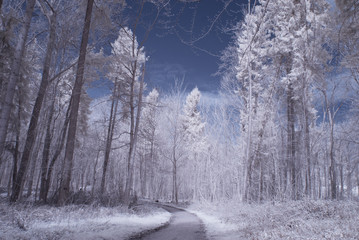 forest in infrared -nopoeple