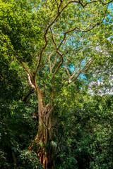 Longshot of a wild tree in the forest