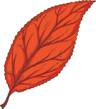 Red Dried Beech Leaf