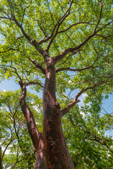 Low angle view of a big leafy tree