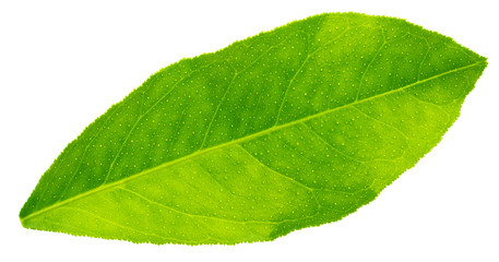 Citrus leaf isolated on a white
