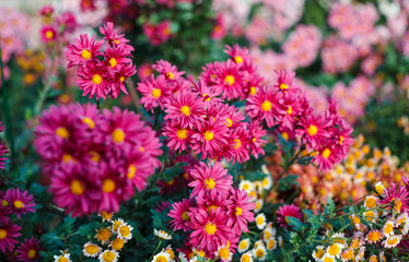 Fototapeta premium Chrysanthemums in garden, flowers chrysanthemum, chrysanthemums in autumn