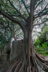 Close up of a big tropical tree trunk