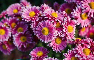Chrysanthemums in the  Botanical Garden