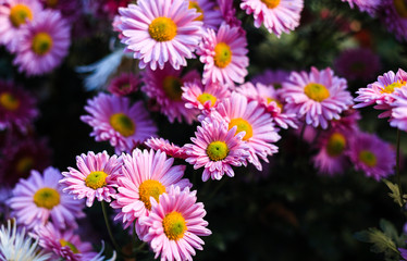 Chrysanthemums in garden, flowers chrysanthemum, chrysanthemums in autumn