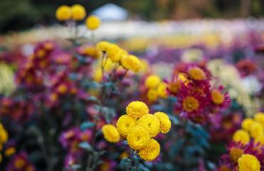 Flowers chrysanthemum, chrysanthemums in autumn, chrysanthemums annuals.