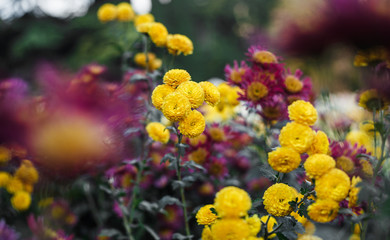 Fototapeta na wymiar Chrysanthemums