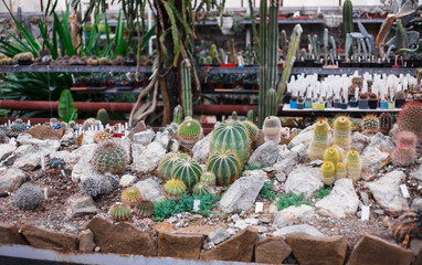 Cactus greenhouse, Cactus collection