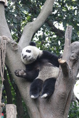 Obraz premium Panda Cub is Having Fun on the Tree