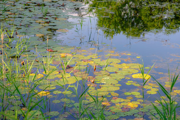pond with water lilies