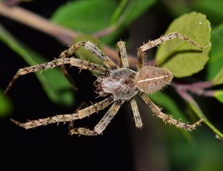 A large Orb Weaver spider out of its web and walking across tree foliage at night in Houston, TX.