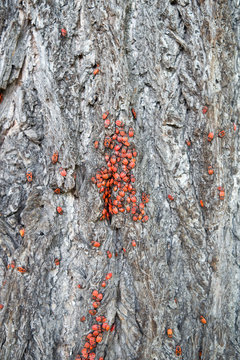 Nature: Firebugs on the sunny side of a lime tree trunk in July
