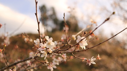 四季桜