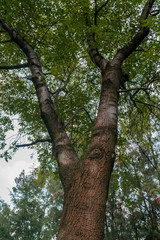 Low angle view of a big leafy tree