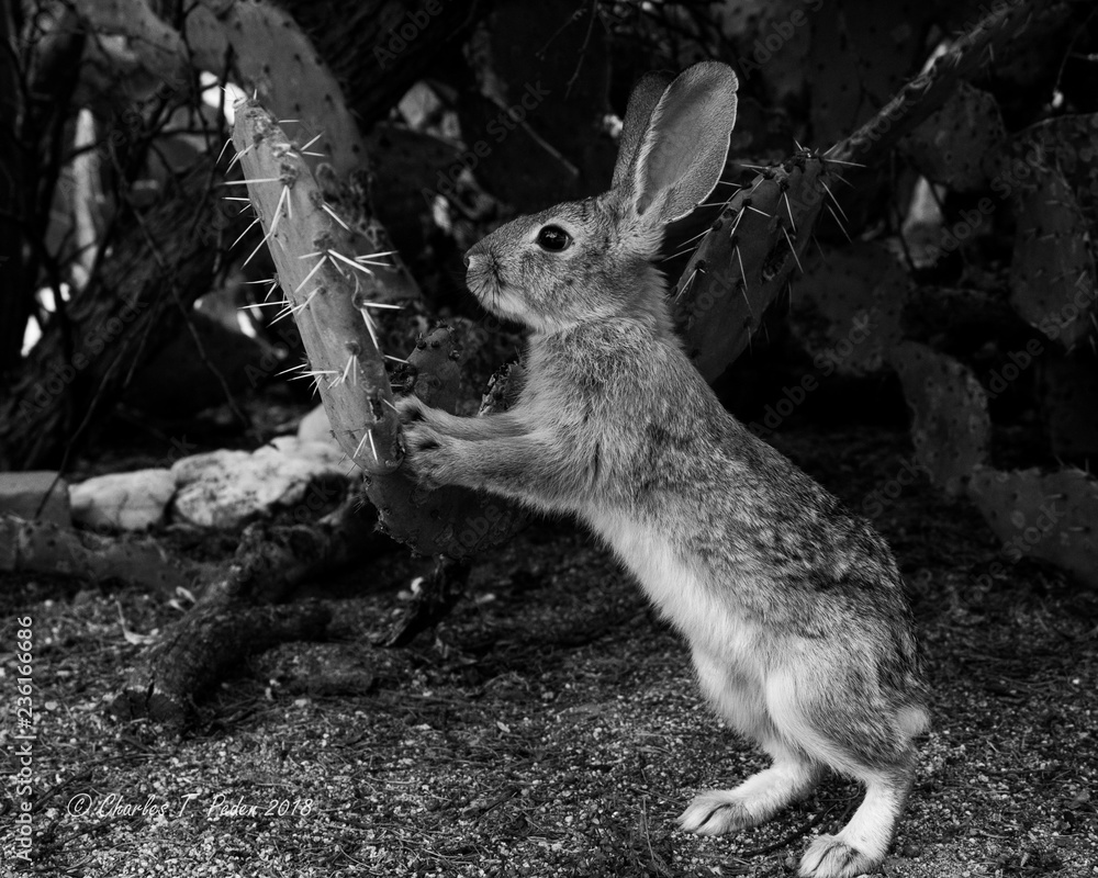 Wall mural Black and White detail of a wild Desert Cottontail Rabbit standing and resting front paws on a prickly pear cactus pad. Pima County, Tucson, Arizona. 