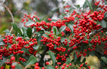 Pyracantha Bush in the garden