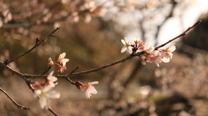 四季桜