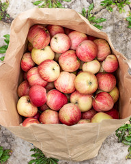 Paper bag with fresh apples. Autumn harvest. Close-up.
