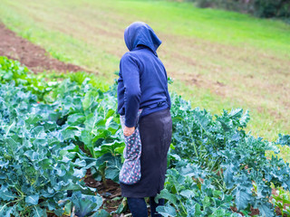 harvesting vegetables in the countryside by the peasant