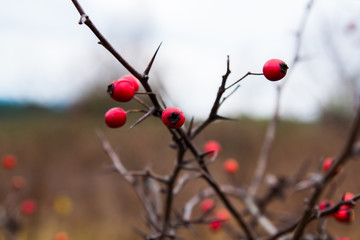 Crataegus monogyna