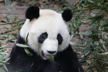 Obraz na płótnie Canvas Close up Beautiful face of Giant Panda, Chengdu Base, China