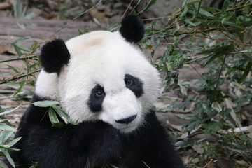 Obraz na płótnie Canvas Close up Beautiful face of Giant Panda, Chengdu Base, China