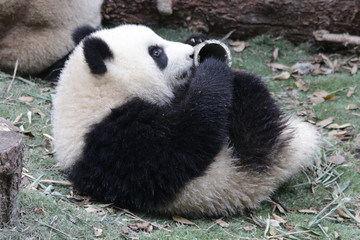 Obraz na płótnie Canvas Funny Pose of Little Fluffy Panda, China