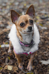 Obraz premium Gretel