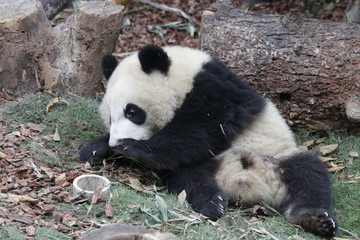 Funny Pose of Little Fluffy Panda, China