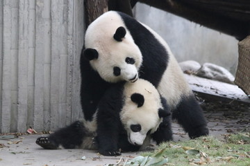Fototapeta premium Precious Moment of Mother Panda and her Cubbie, China