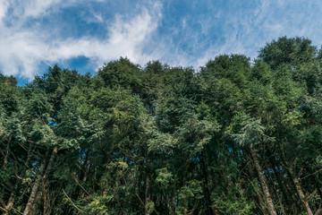 Obraz na płótnie Canvas Low angle view of leafy trees on blue sky