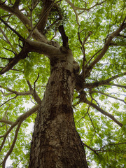 Fototapeta na wymiar Low angle view of a big leafy tree