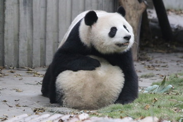 Obraz premium Mother Panda and Her Cub, Bonding of Love, China