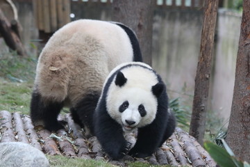 Obraz premium Mother Panda and Her Cub, Bonding of Love, China
