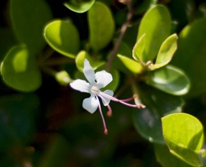 white flower