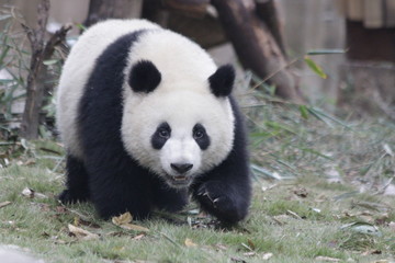 Little  Cute Panda , Chengdu Panda Base, china