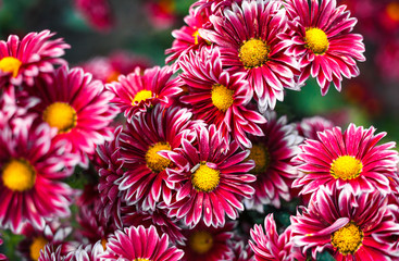 Chrysanthemums