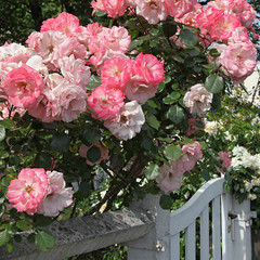 Rosier