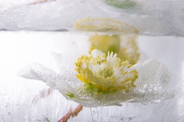 Christrose in kristallklarem Eis 3