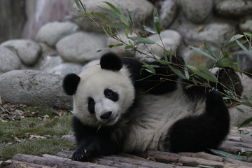 Little Panda Cub on the Tree, China