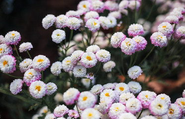 Chrysanthemums in the Nikitsky Botanical Garden, Crimea. flowers chrysanthemum, chrysanthemums in autumn, chrysanthemums annuals.