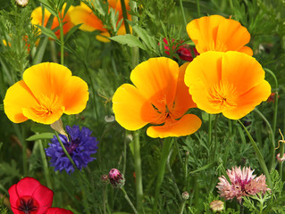 Fototapeta premium Eschscholtzia californica