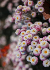 Chrysanthemums in the Nikitsky Botanical Garden, Crimea. flowers chrysanthemum, chrysanthemums in autumn, chrysanthemums annuals.