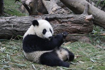 Obraz na płótnie Canvas Little Panda Cub on the Tree, China