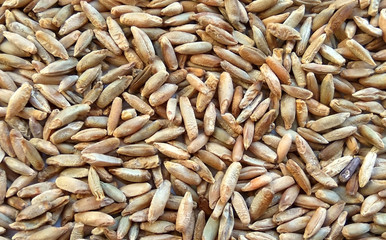 Natural raw rye grains texture background. Top view close up photography