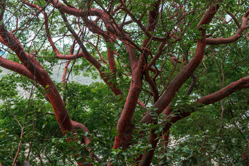 Fototapeta premium Crooked red branches background